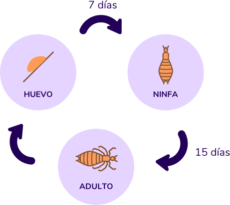 ciclo del piojo