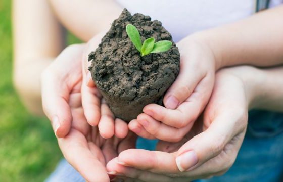 Manos sosteniendo planta de un huerto