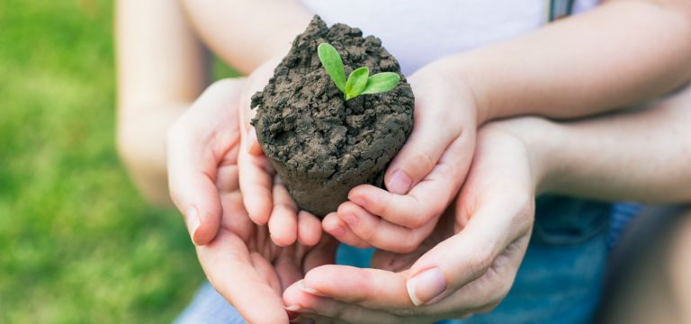 Manos sosteniendo planta de un huerto